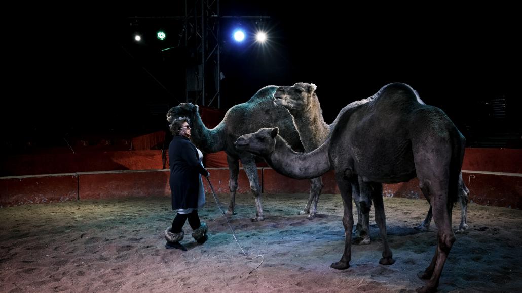 Animaux de cirque