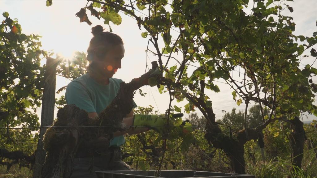 Maman j'ai arrêté l'avion-Le vin se lève : le tout oppose 